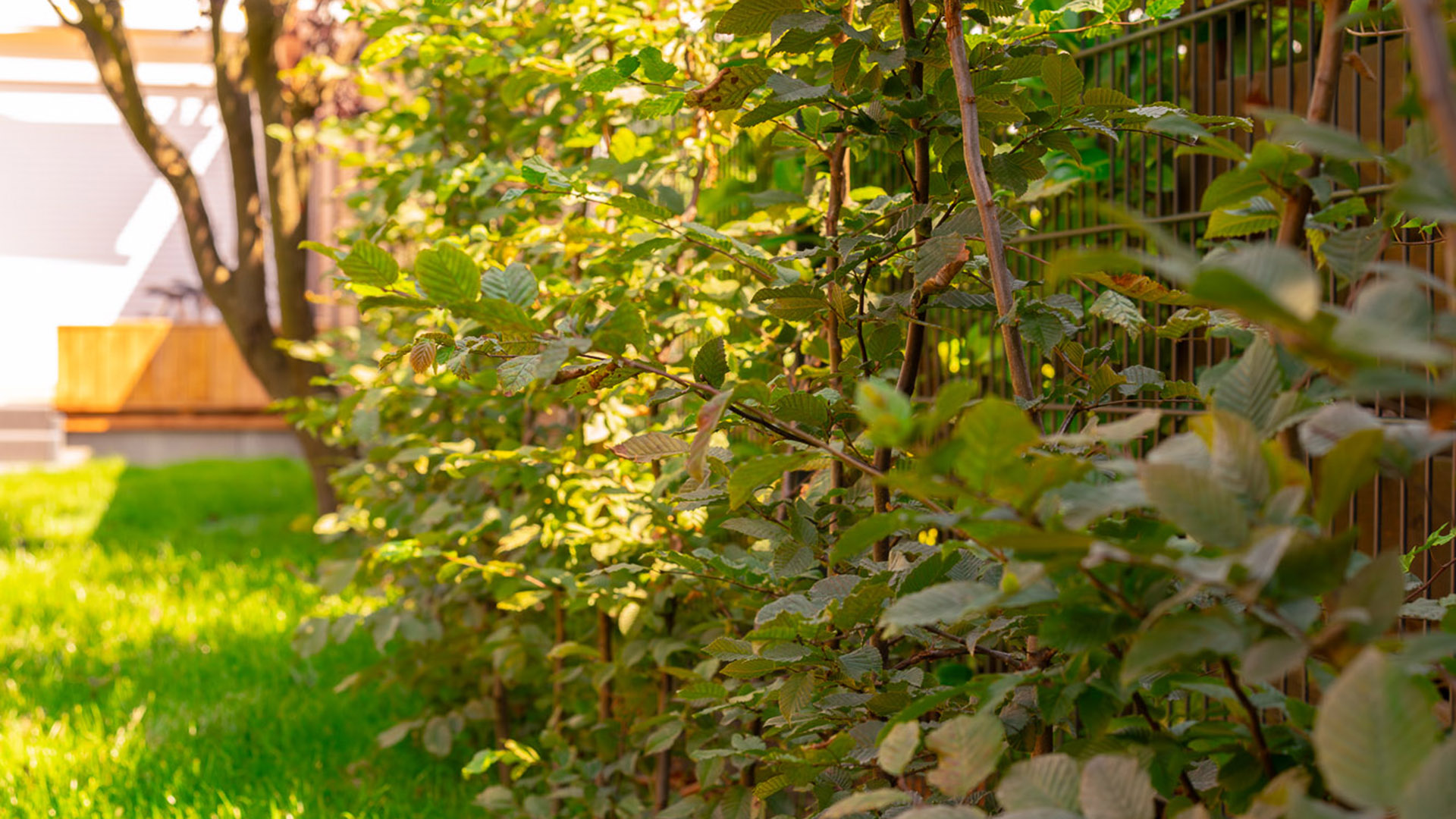 Ein sonniger Garten mit grünen Sträuchern und Zaun im Hintergrund.