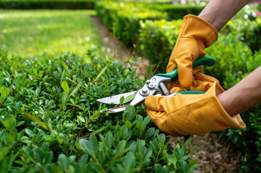 Junger Erwachsener, der eine Hecke im Garten mit einer Gartenschere beschneidet