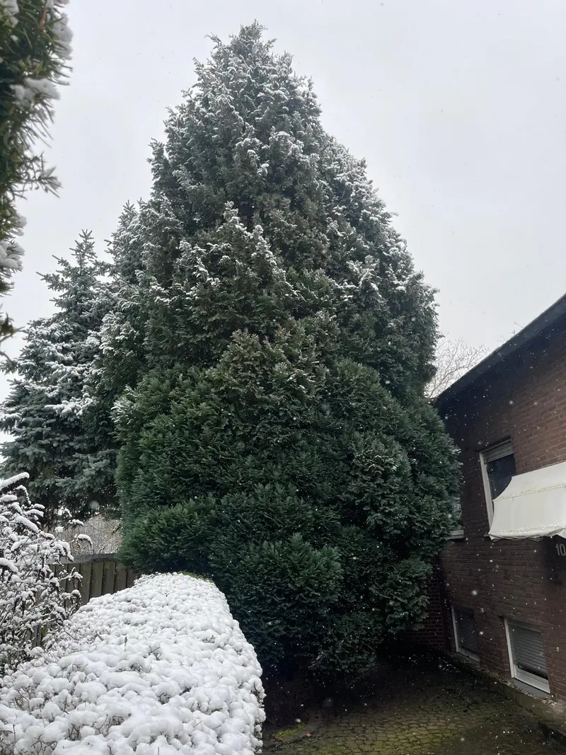 Verschneiter hoher grüner Nadelbaum neben Haus, winterlich still mit Schneehaube