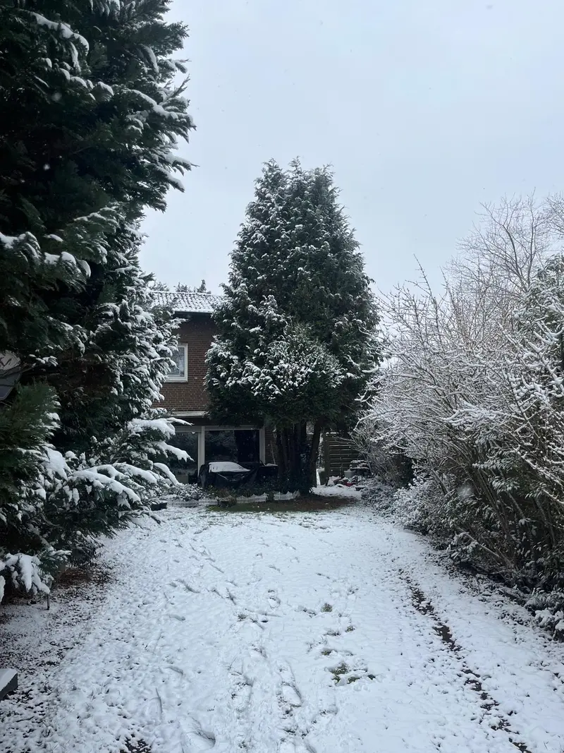 Schneebedeckter Gartenweg mit Trittspuren, grünen Tannen und Haus im Hintergrund