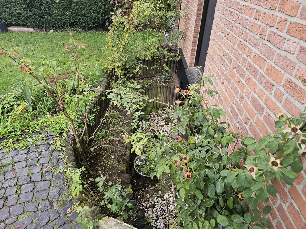 Grüne Gartenpflanzen mit roten Hagebutten neben roter Backsteinwand